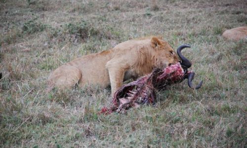 Zdjcie KENIA / Masai Mara / SAFARI / OBIAD LWA