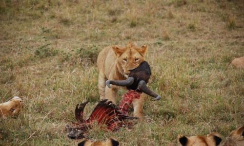 Zdjcie KENIA / Masai Mara / SAFARI / OBIAD LWA