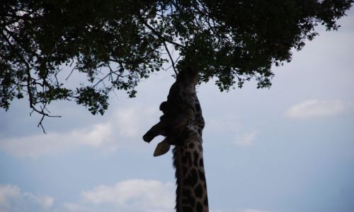 Zdjęcie KENIA / MASAI MARA / MASAI MARA Safari / ŻYRAFA