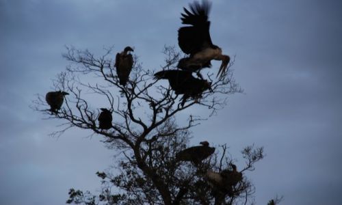 Zdjęcie KENIA / MASAI MARA / MASAI MARA Safari / MARABUT ATAKUJE SĘPA