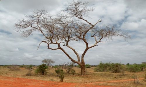Zdjecie KENIA / Mombasa / Tsavo East / Akacja
