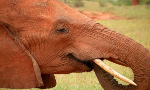 Zdjęcie KENIA / Mombasa / Tsavo East / Słoń jaki jest, każdy widzi