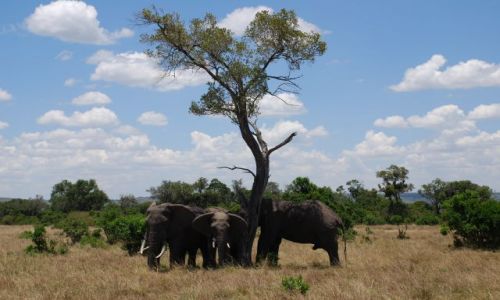 Zdjcie KENIA / Masai Mara / SAFARI / Sonie szukaja cienia