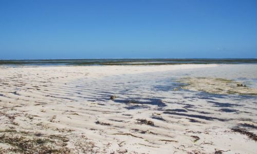 Zdjęcie KENIA / Wybrzeże / okolice Mombasy / Plaża po odpływie