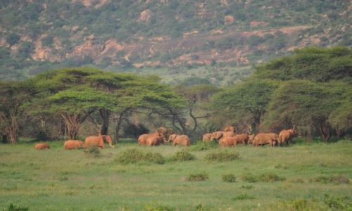 Zdjecie KENIA / Mombasa / Tsawo West / Safari