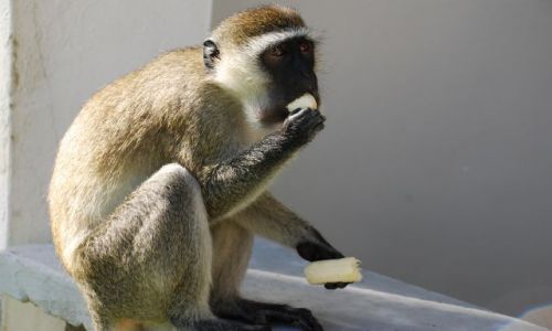 Zdjęcie KENIA / Wybrzeże / okolice Mombasy / Małpka z bananem