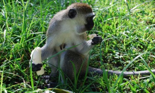 Zdjęcie KENIA / Wybrzeże / okolice Mombasy / Małpka z bananem