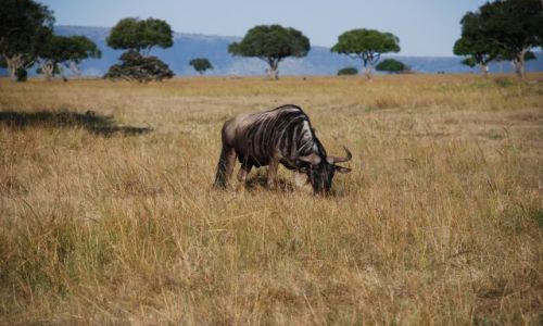 Zdjcie KENIA / Masai Mara / SAFARI / Antylopa Gnu