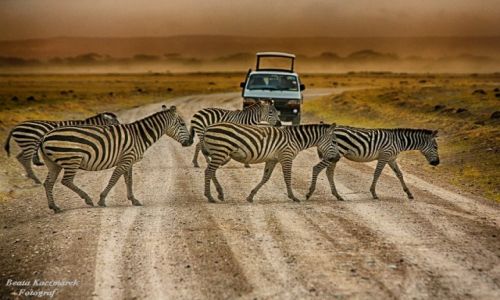 Zdjecie KENIA / Park Amboseli / Park Amboseli / Zebry...i ja ...