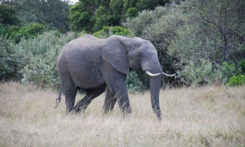 Zdjcie KENIA / Masai Mara / SAFARI / So na spacerze