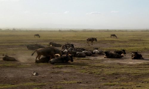 Zdjęcie KENIA / południowa Kenia / Park Narodowy Amboseli / Gnu