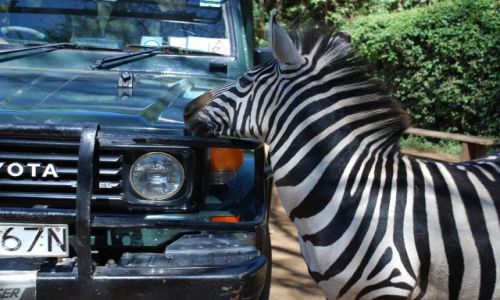 Zdjcie KENIA / Masai Mara / SAFARI / Zaprzyjaniona zebra