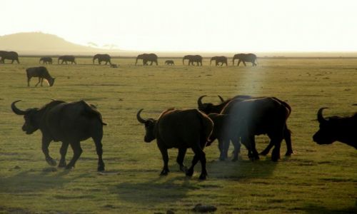 Zdjecie KENIA / poudniowa Kenia / Park Narodowy Amboseli / Do wodopoju...