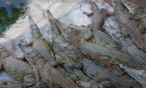 Zdjęcie KENIA / Wybrzeże / Farma Krokodyli / MAŁE GADY