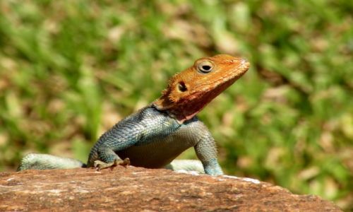 Zdjecie KENIA / Tsavo  / Tsavo East / Jaszczura