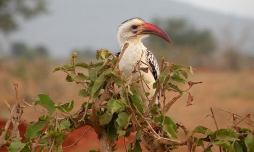 Zdjcie KENIA / pd Kenia / Park Narodowy Tsavo / Dzioboroec