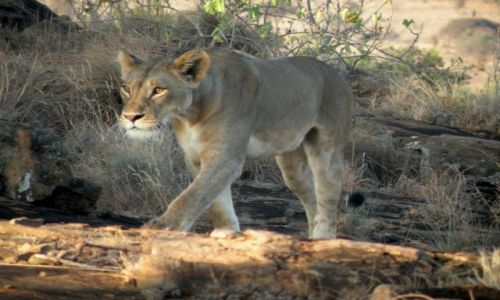 Zdjęcie KENIA / Płd Kenia / Tsavo West / Lwica