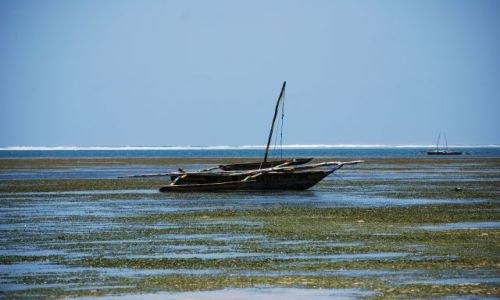 Zdjecie KENIA / Okolice Mombasy / Wbrzeże / Widoczek