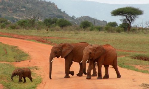Zdjęcie KENIA / płd Kenia / Tsavo East / Rodzinka
