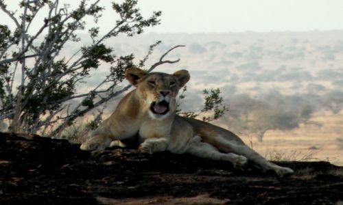 Zdjęcie KENIA / płd Kenia / Tsavo West / Znudzona lwica