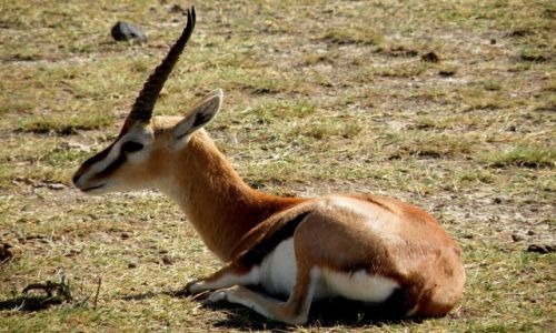 Zdj�cie KENIA / p�d Kenia / Amboeli / Gazela