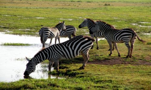 Zdj�cie KENIA / p�d Kenia / Amboeli / Zebry