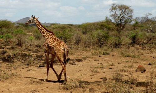 Zdjęcie KENIA / płd Kenia / Tsavo West / Żyrafa