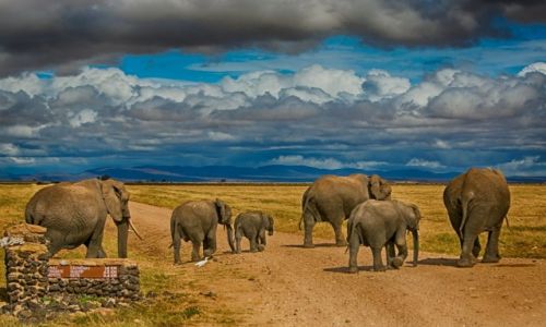 Zdjecie KENIA / Park Amboseli / Park Amboseli / Sonie w Amboseli