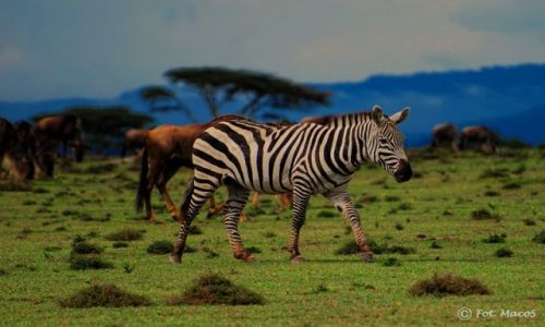 Zdjcie KENIA / Jezioro Naivasha / Wyspa Crescent / zebra