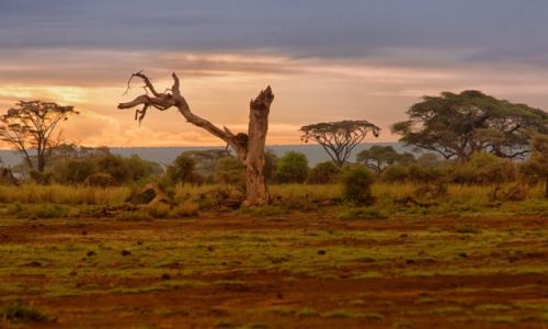 Zdjecie KENIA / Park Amboseli / Park Amboseli / Wieczr w Amboseli