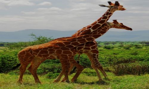 Zdjecie KENIA / Park Narodowy Samburu / safari w Samburu / On jest mj !!!