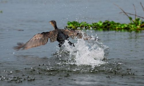 Zdjcie KENIA / Jezioro Naivasha / Jezioro Naivasha / Na starcie