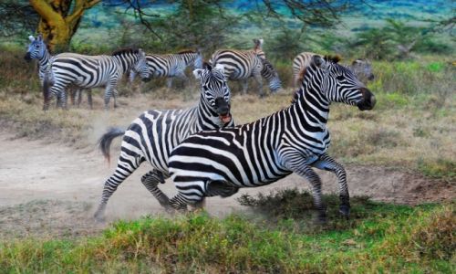 Zdjecie KENIA / Park Narodowy Jeziora Nakuru / safari w Nakuru / Zebry