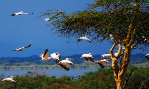 Zdjcie KENIA / Jezioro Naivasha / Wyspa Crescent  / Pelikany