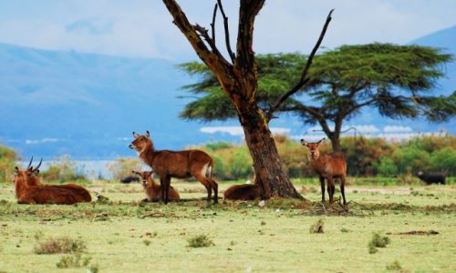 Zdjcie KENIA / Jezioro Naivasha / Wyspa Crescent / Na odpoczynku