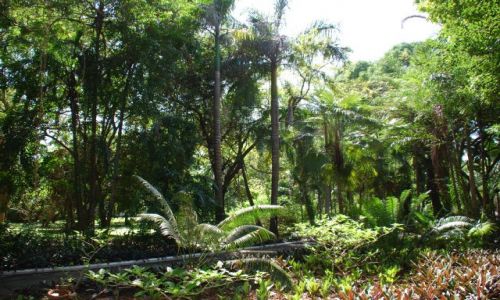 Zdjęcie KENIA / Wybrzeże / Teren przy Holelu Palm , Coral Beach / Widoczek