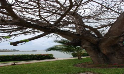 Zdjecie KENIA / Mombasa / Wbrzeże / Baobab