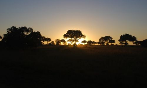 Zdjęcie KENIA / MASAI MARA / SAFARI MASAI MARA / Wschód słońca 3