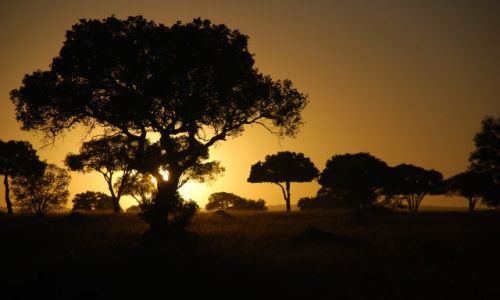 Zdjecie KENIA / MASAI MARA / SAFARI MASAI MARA / Wschód słońca 6
