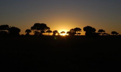 Zdjęcie KENIA / MASAI MARA / SAFARI MASAI MARA / Wschód słońca 7