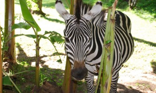 Zdjcie KENIA / Masai Mara / SAFARI / Zebra 2