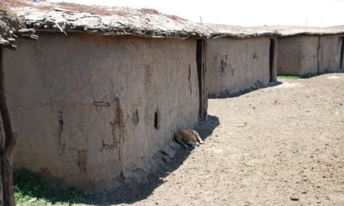 Zdjecie KENIA / Masai Mara / SAFARI wioska Masajów / Chatki Masajów