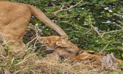 Zdjcie KENIA / Masai Mara / Mara Triangle / Lwitko i ogon mamy