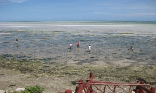 Zdjecie KENIA / Mombasa coast / Ukunda / Wielki odpyw na Oceanie Indyjskim