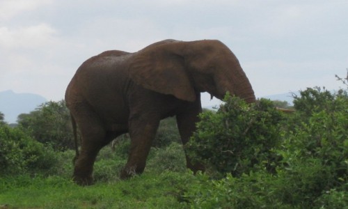 Zdjecie KENIA / Tsavo / Tsavo National Park / Krajobraz z przysonitym tem