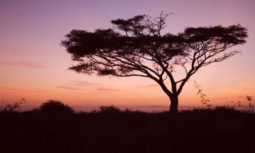 Zdjecie KENIA / brak / Amboselli / Kenijska akcja o wschodzie soca