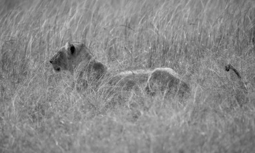 Zdjecie KENIA / Masai Mara / Mara Triangle / Lwica hipnotyzuje Topi