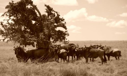 Zdjecie KENIA / Masai Mara / SAFARI / SAFARI