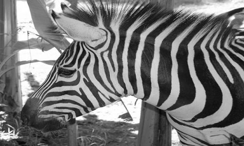 Zdjcie KENIA / Masai Mara / SAFARI / Zebra