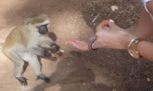 Zdjecie KENIA / Mombasa / Haller Park / Kenia
